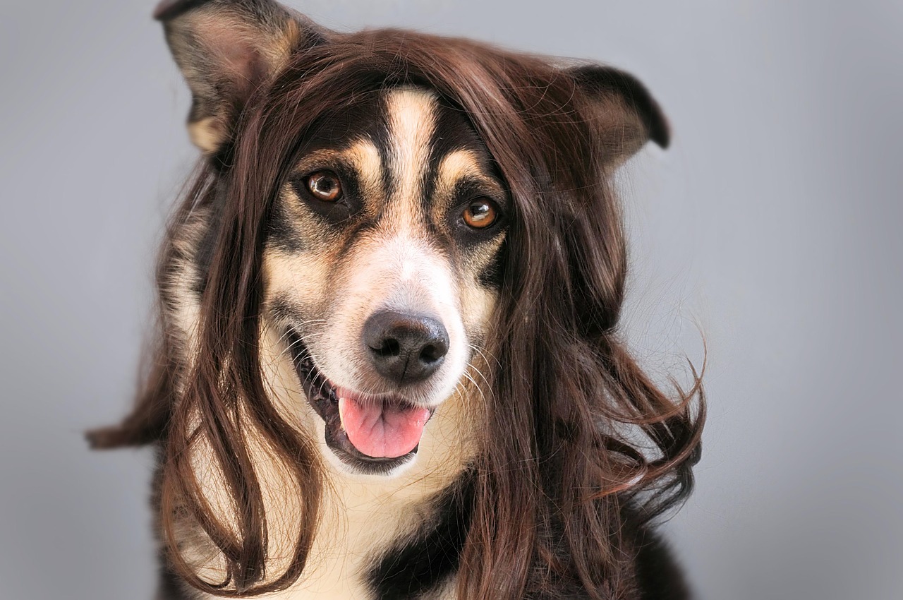 dog hair wig free photo