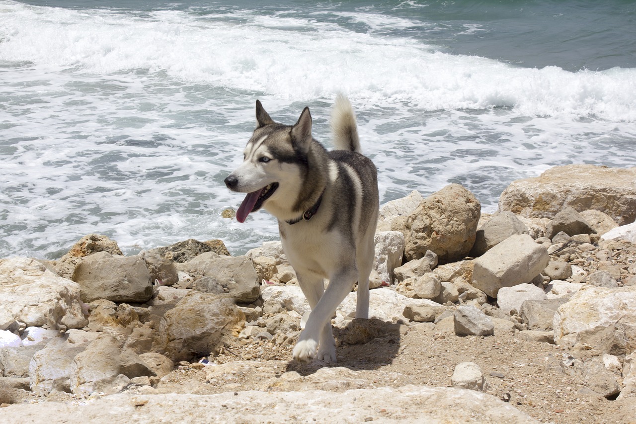 dog sea stone free photo