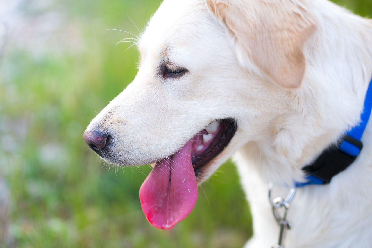 dog golden retriever tongue free photo
