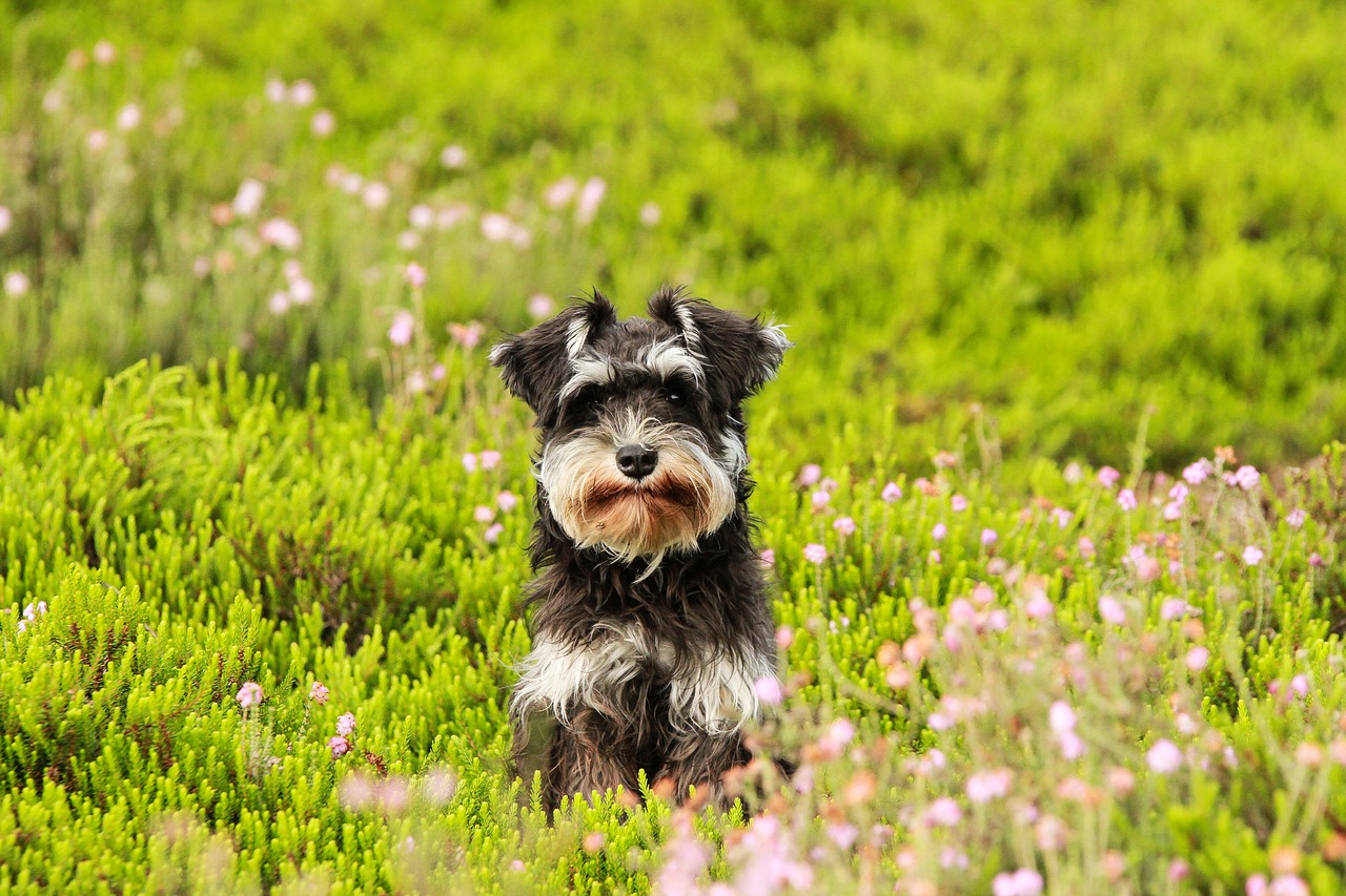 dog heide grass free photo