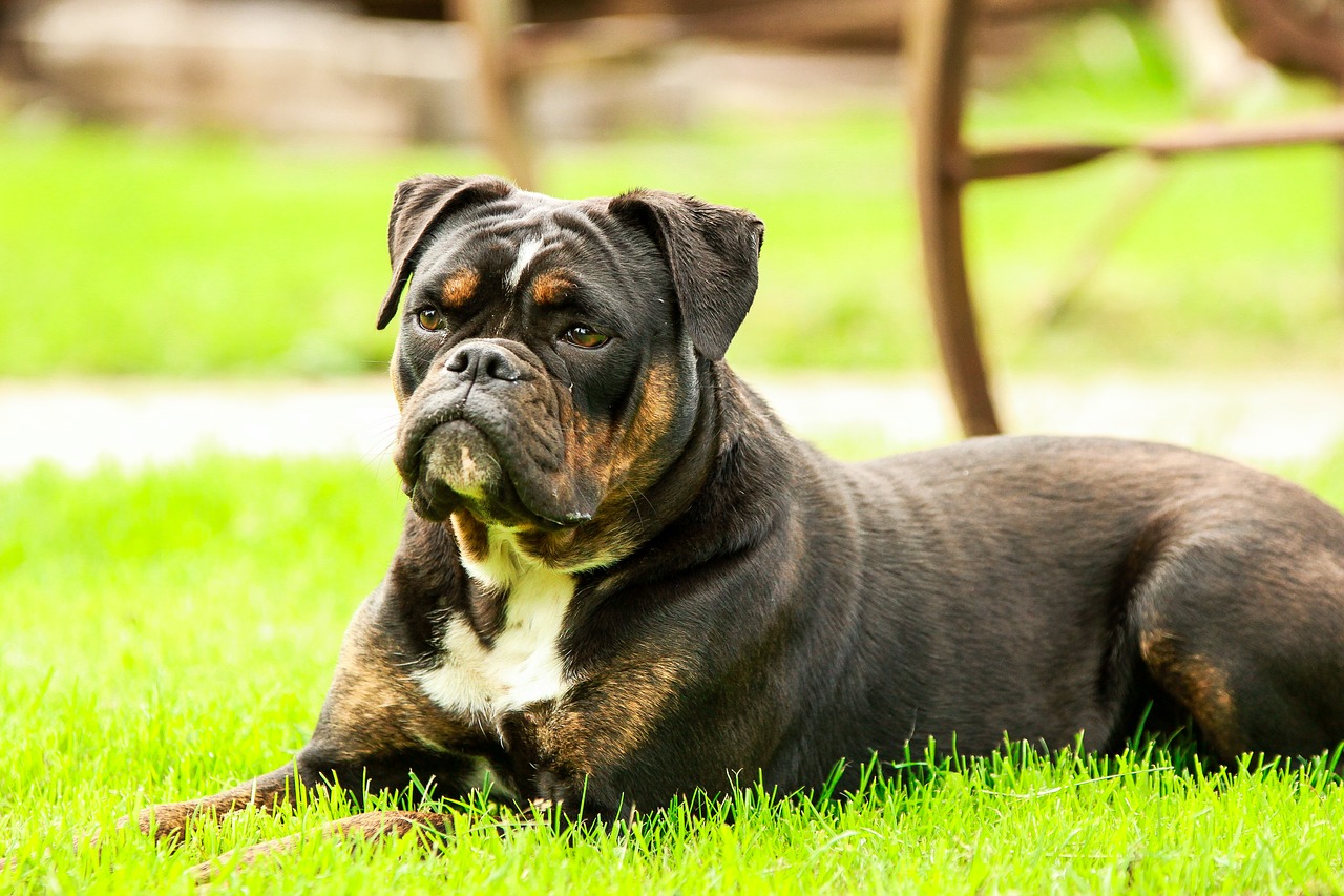 dog dogs bulldog free photo