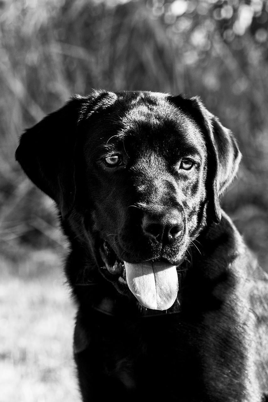 dog happy black free photo