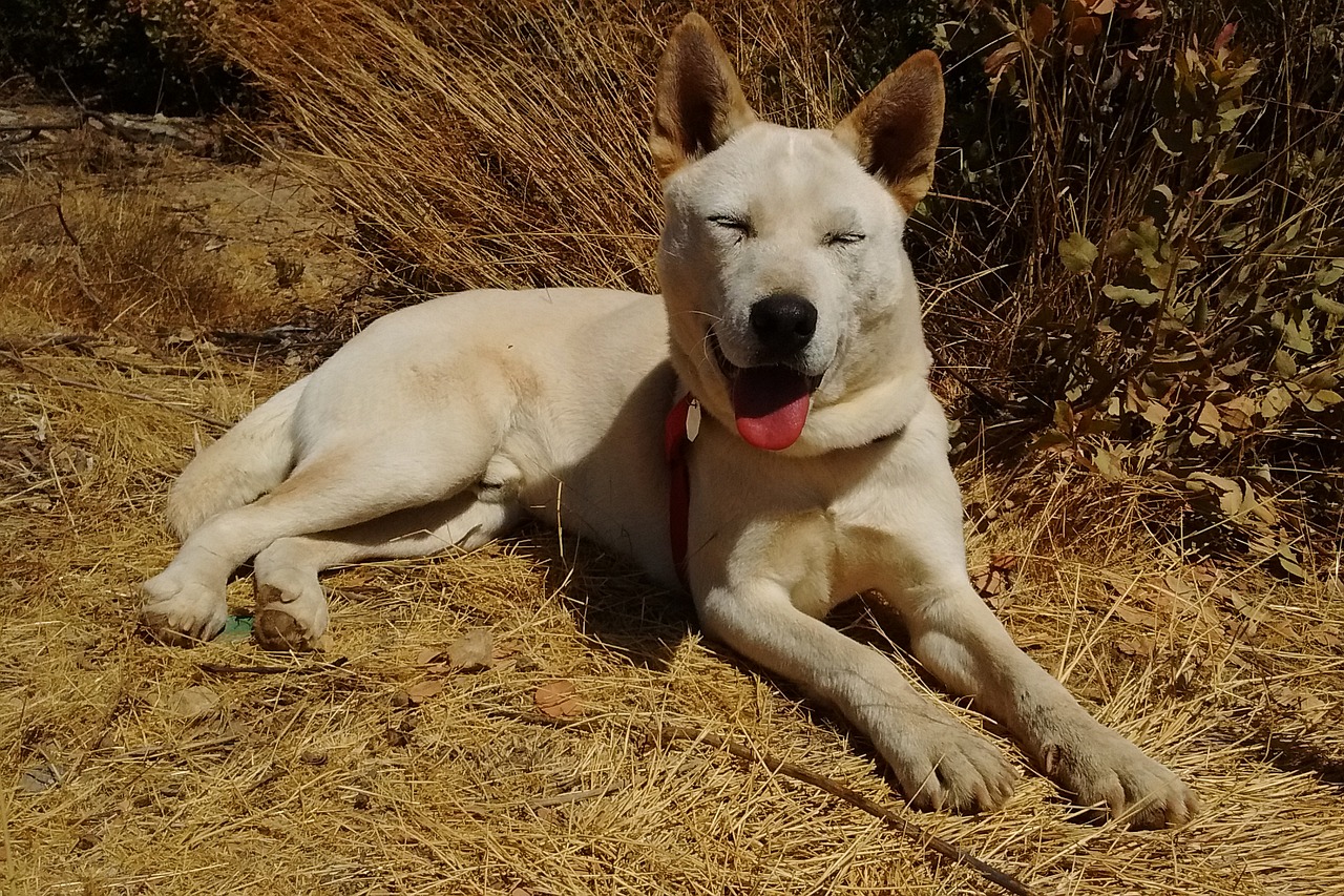 dog happy sunshine free photo