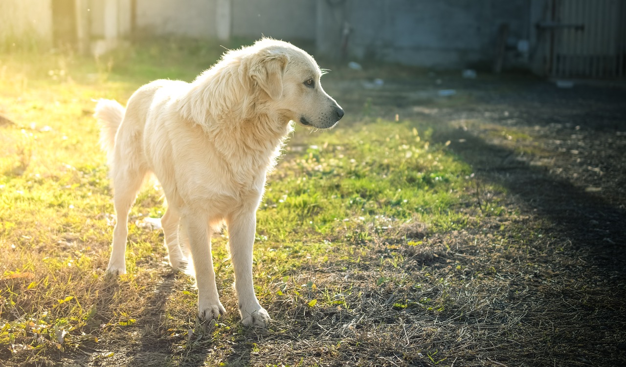 dog friend puppy free photo