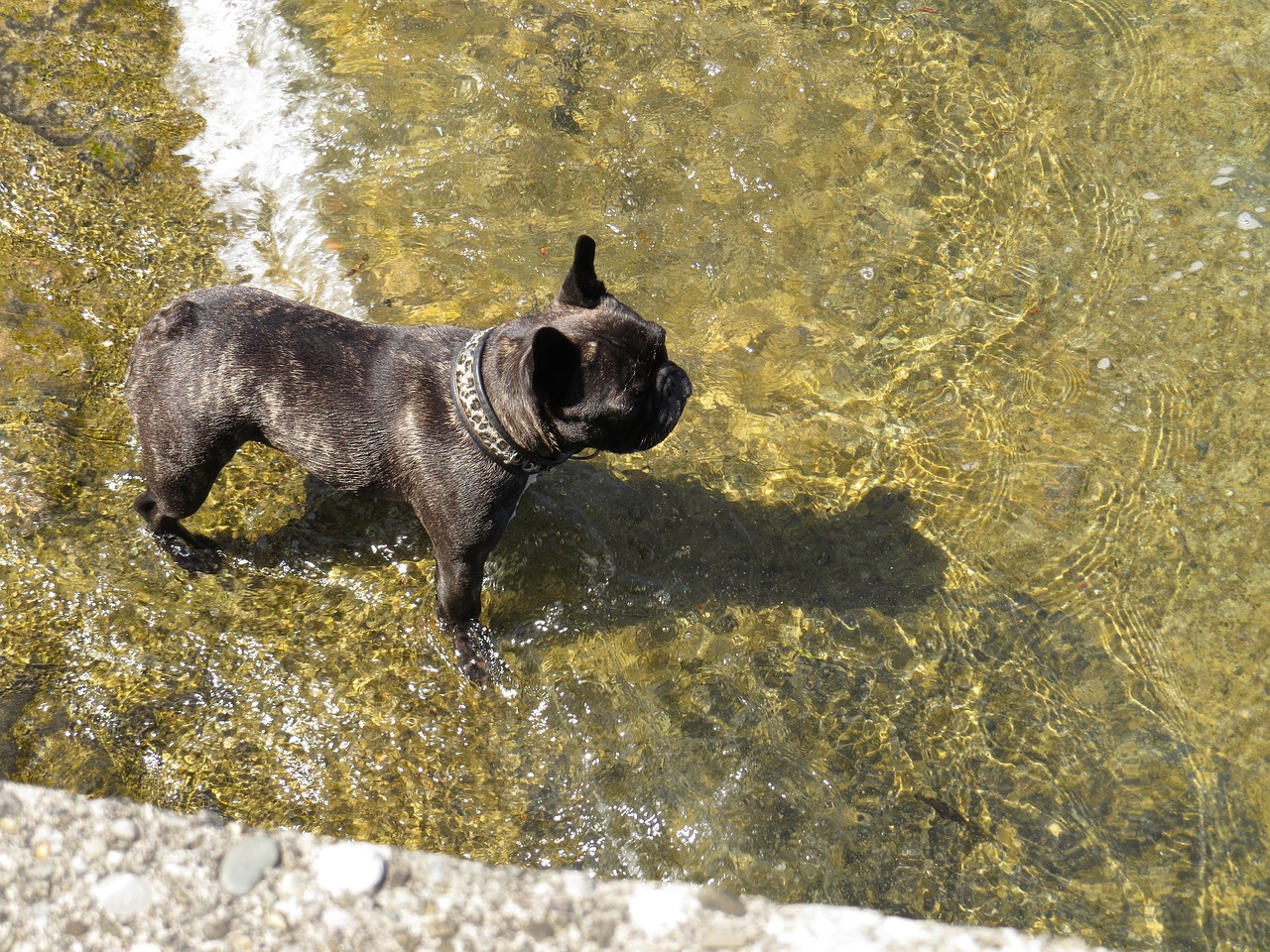 dog water lake free photo