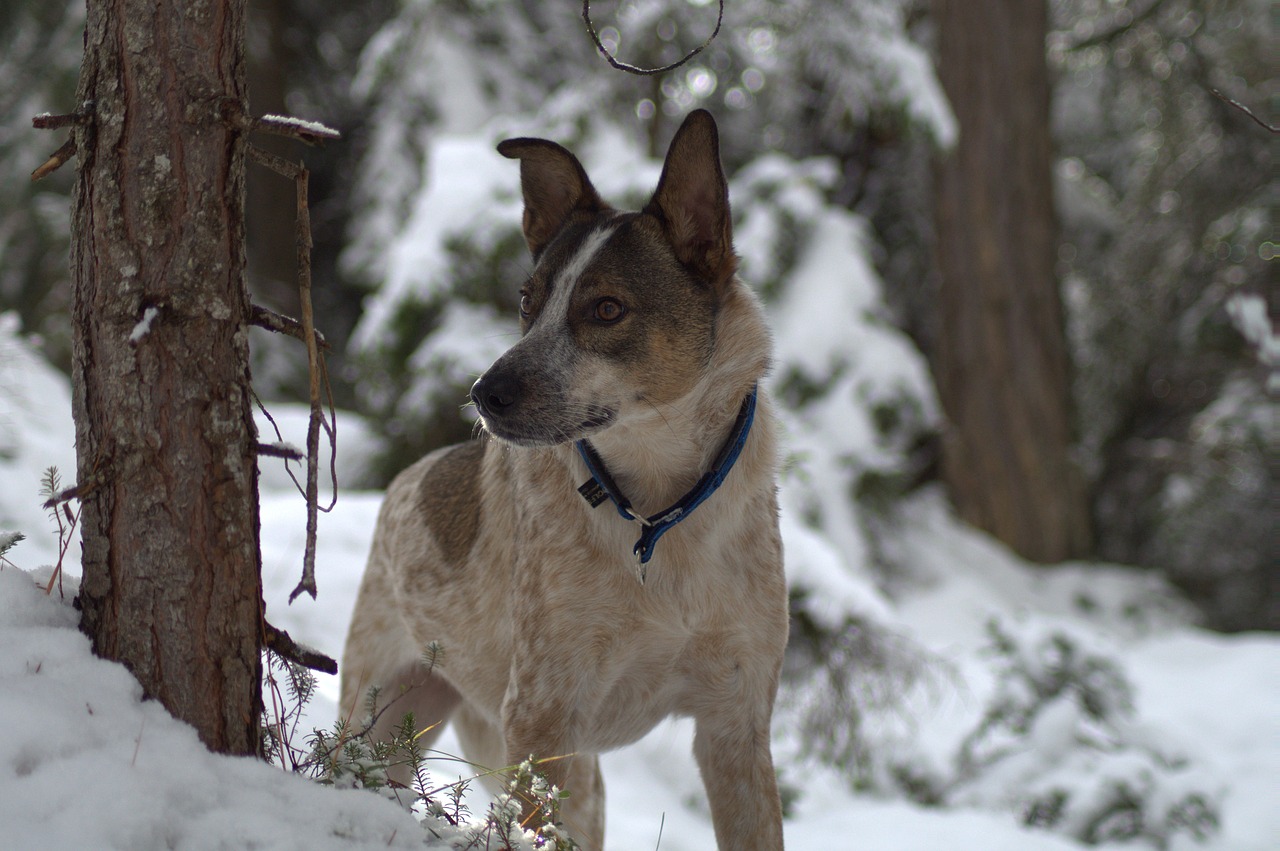 dog snow forest free photo