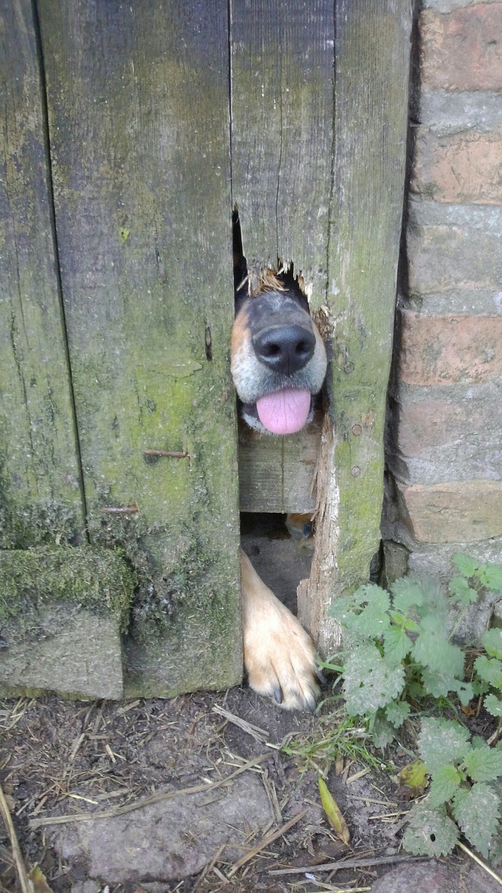 dog snout door free photo