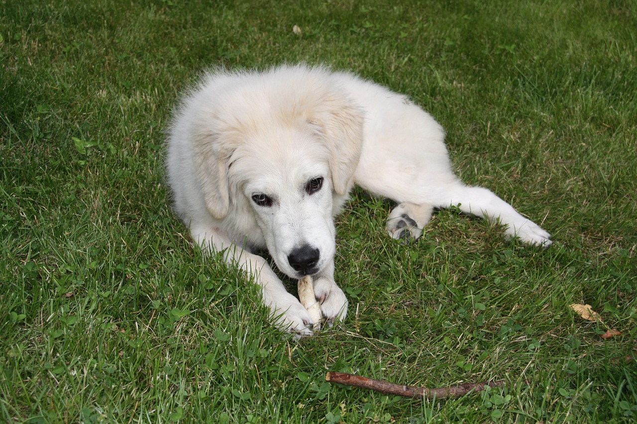 dog white berger free photo