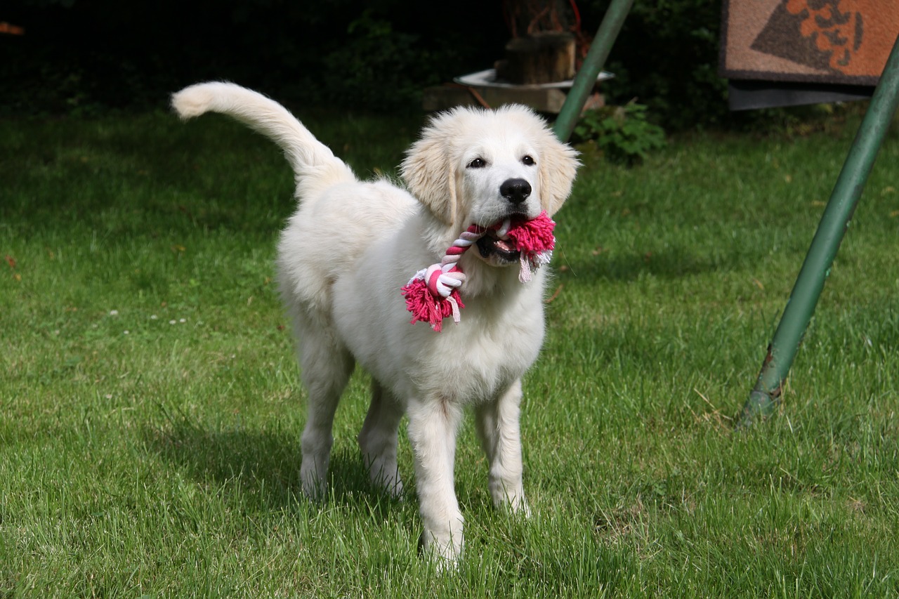 dog white berger free photo