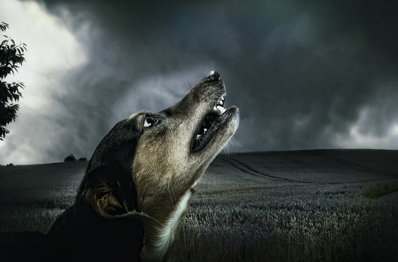 dog dark howl free photo