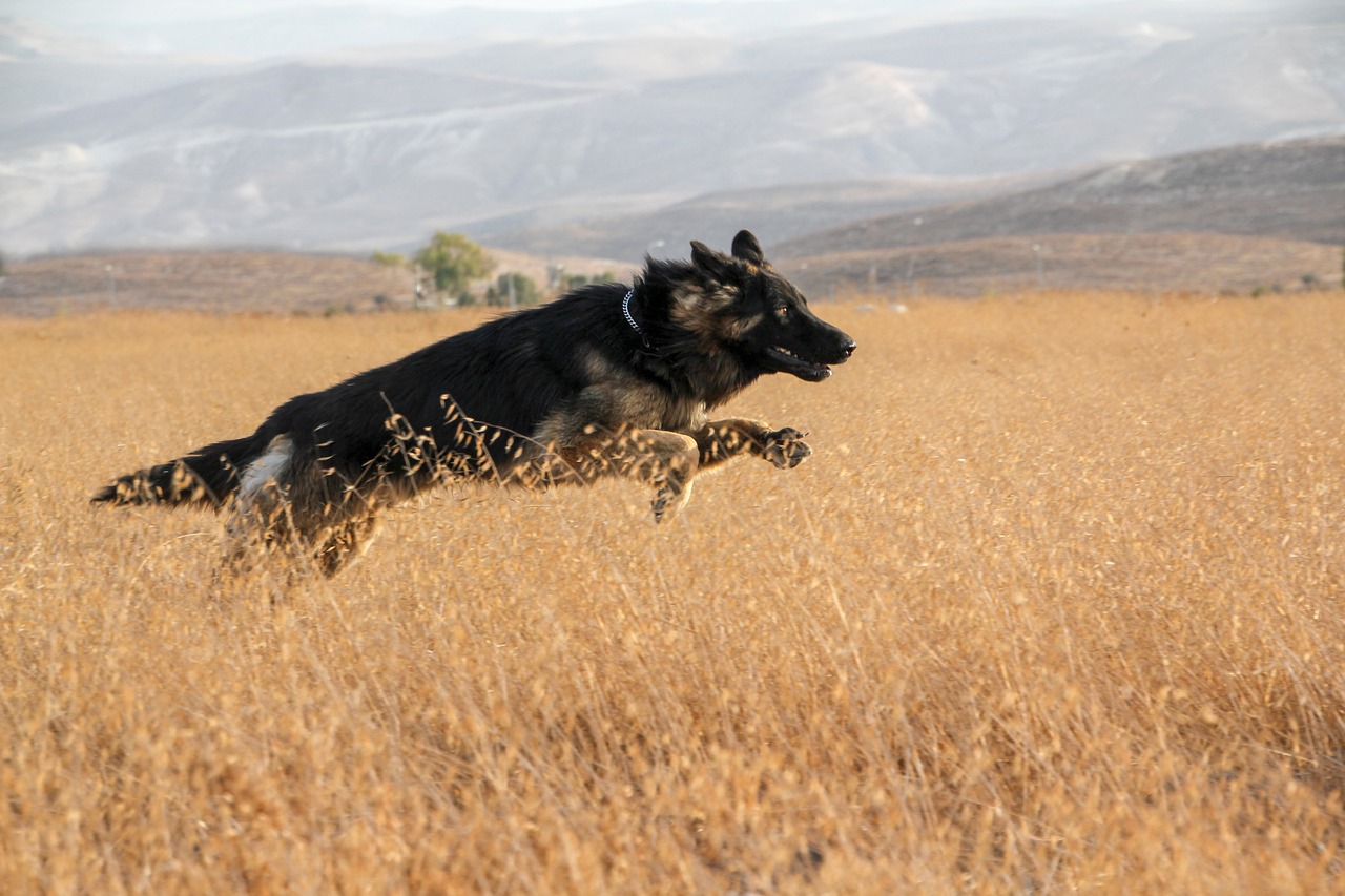 dog run pet free photo