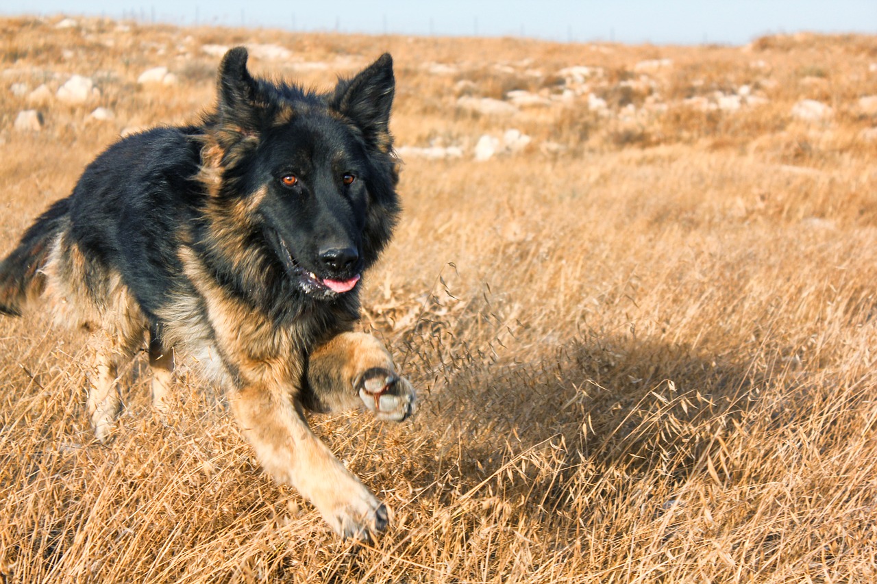 dog run pet free photo