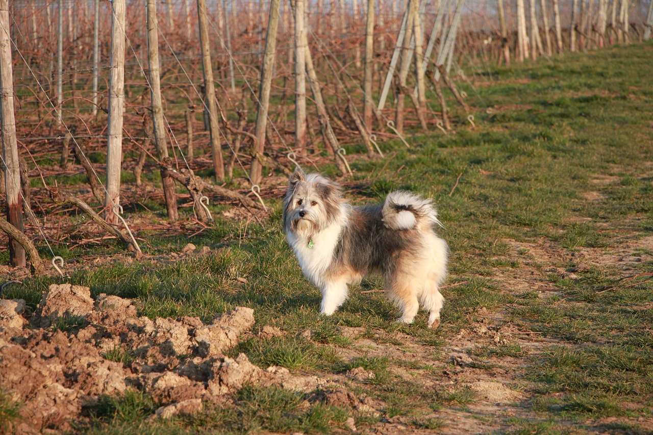 dog field outdoors free photo