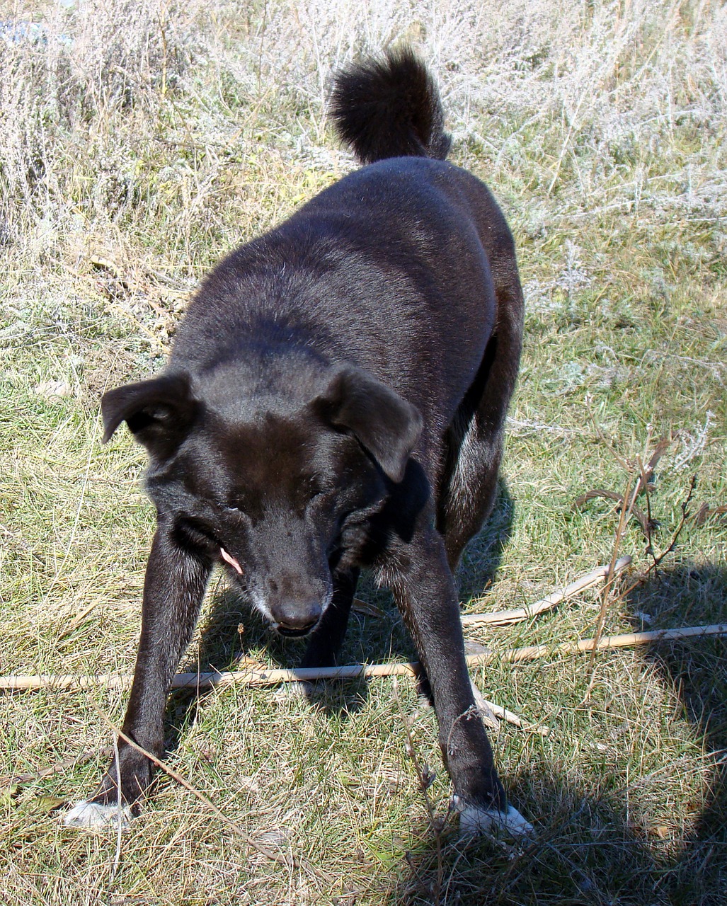 dog black the bright sun free photo