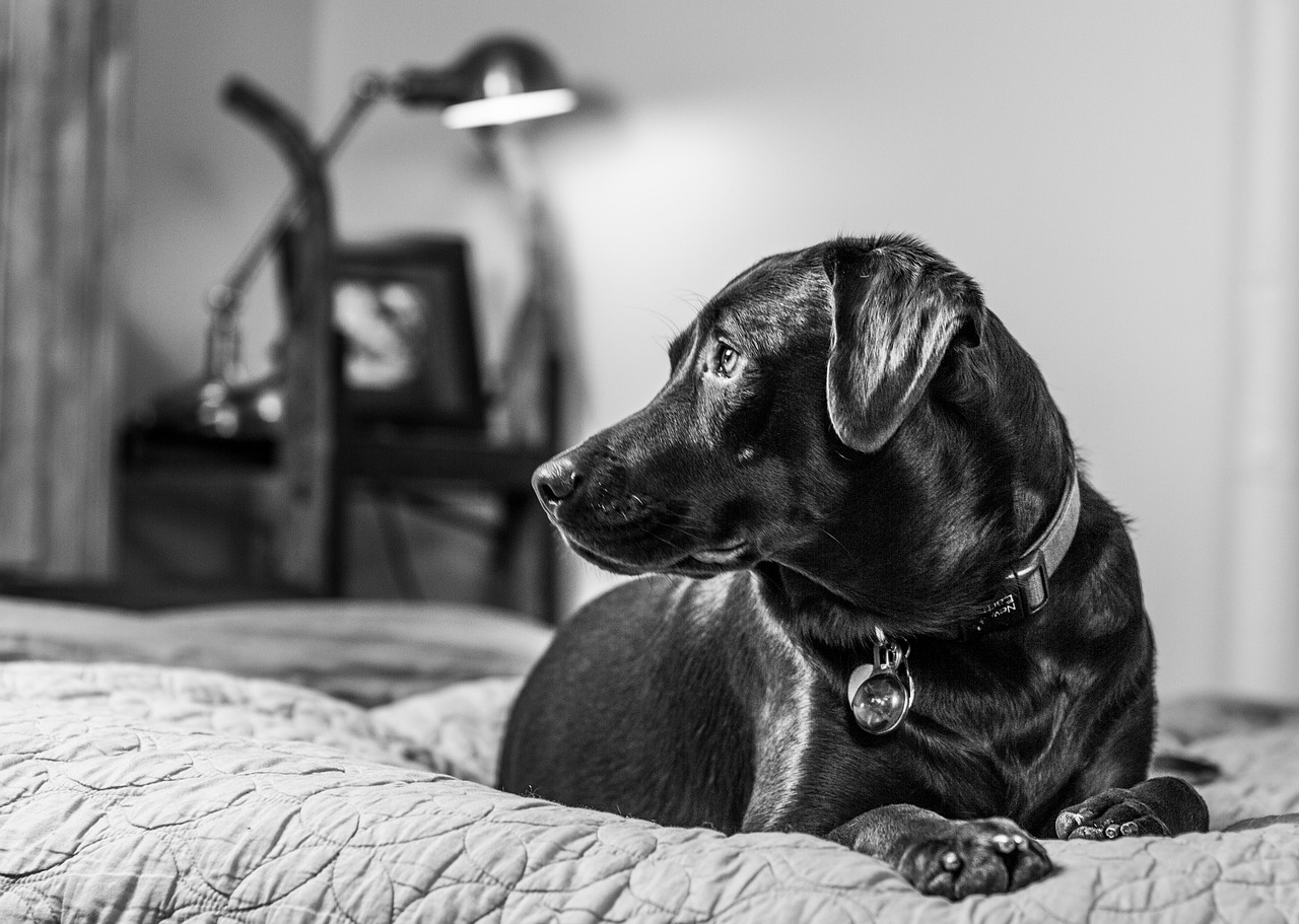 dog puppy bedroom free photo