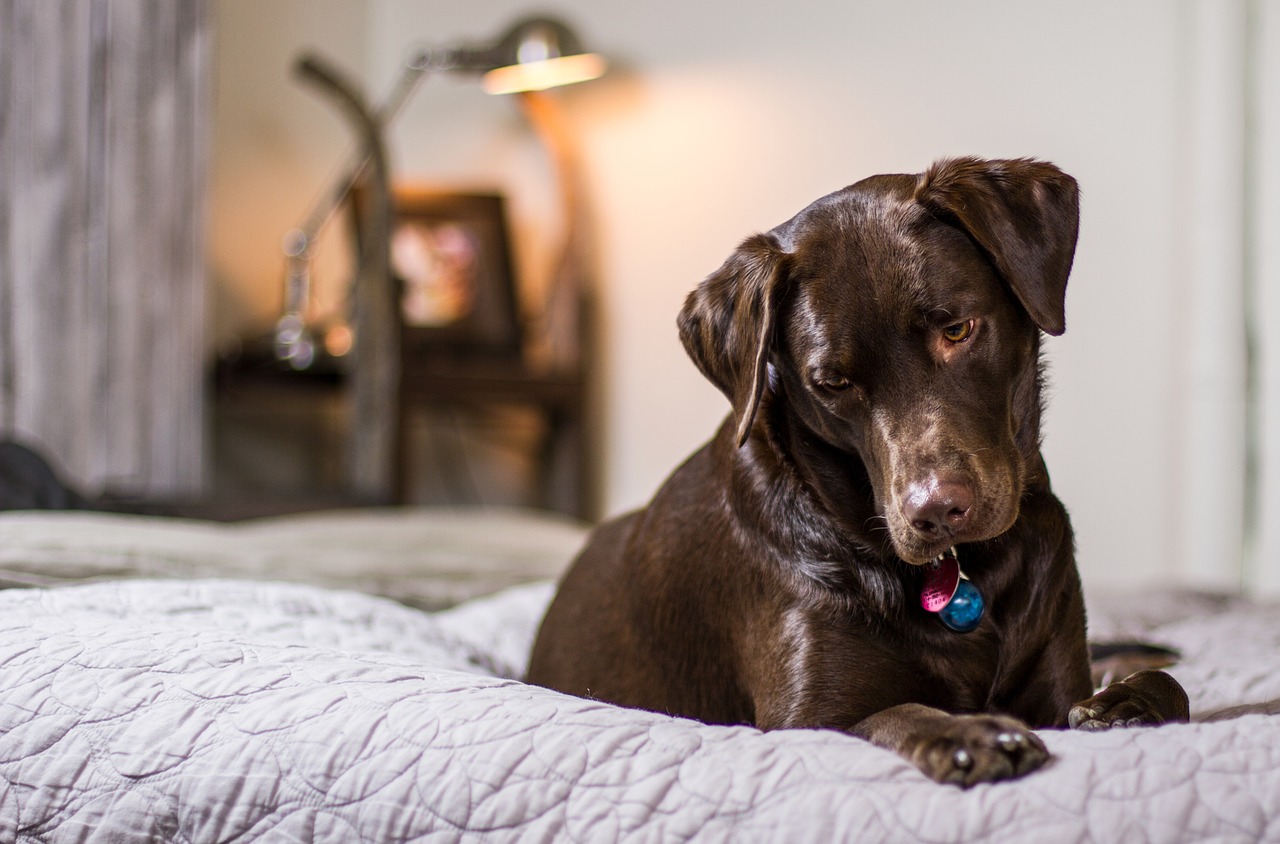 dog puppy bedroom free photo