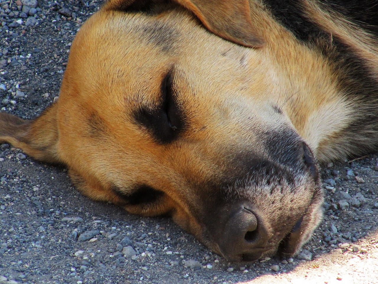 dog sleep nap free photo