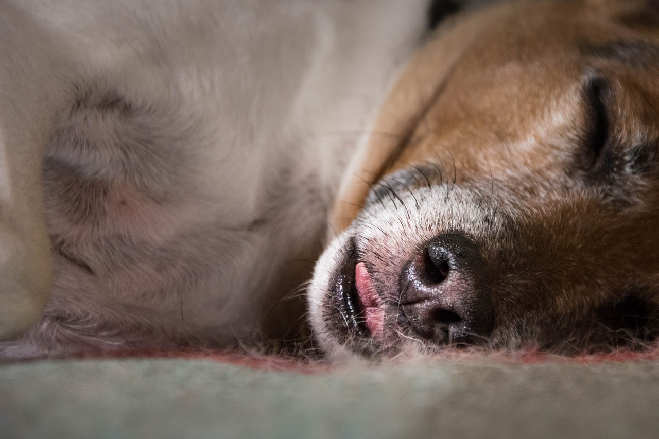 dog sleep language free photo