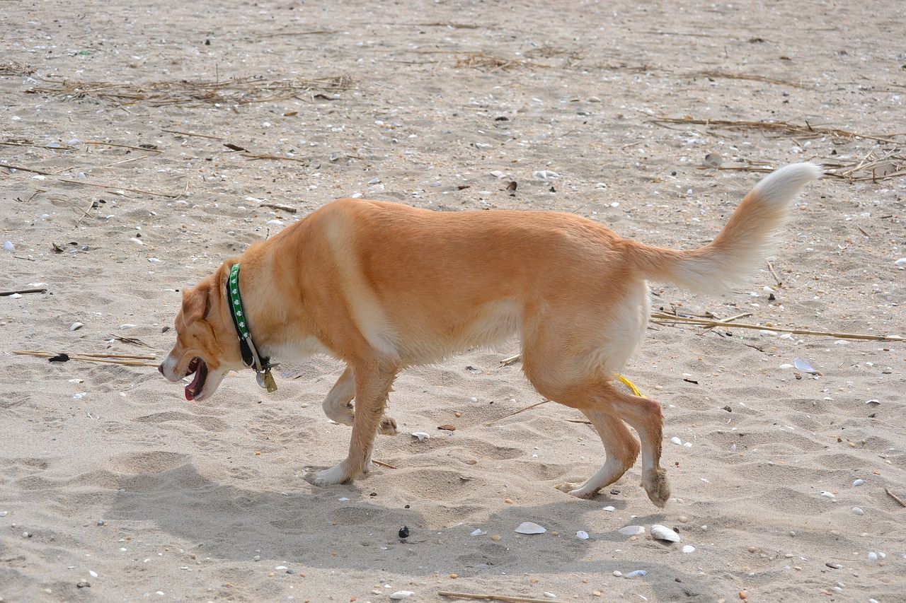 dog beach sand free photo