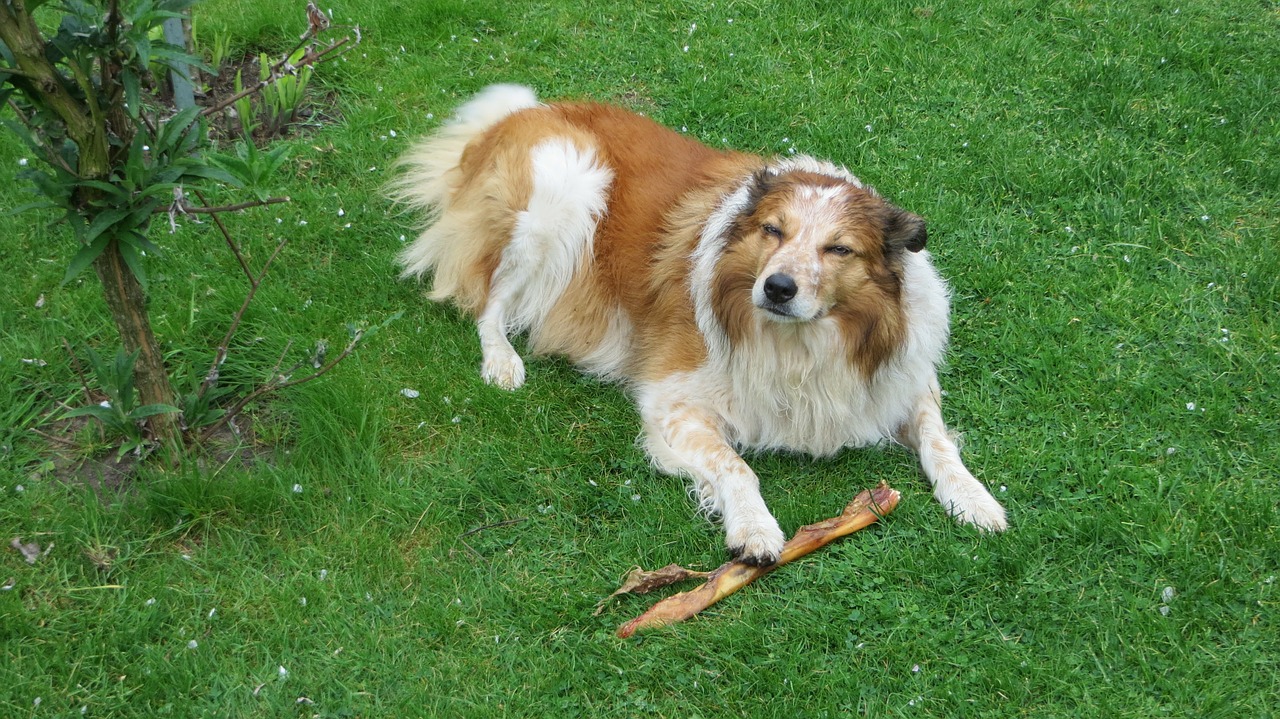 dog brown white portrait free photo