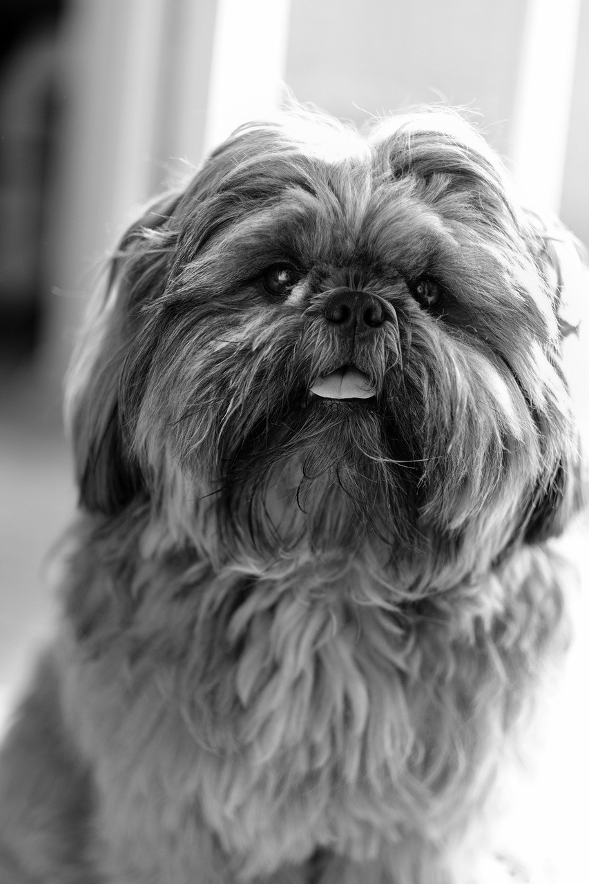 dog shih cricket shihzu free photo