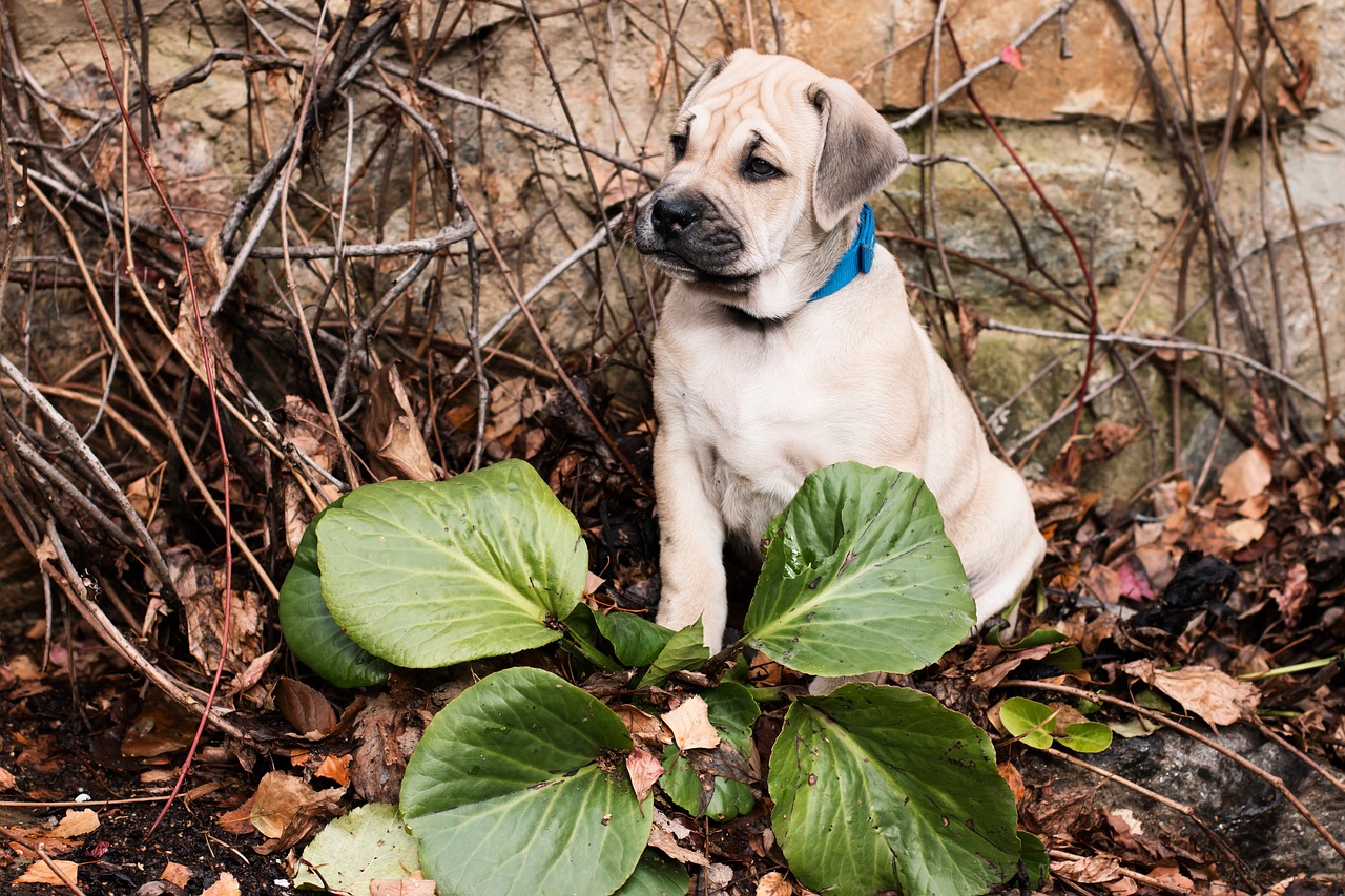 dog puppy ca-de-bou free photo