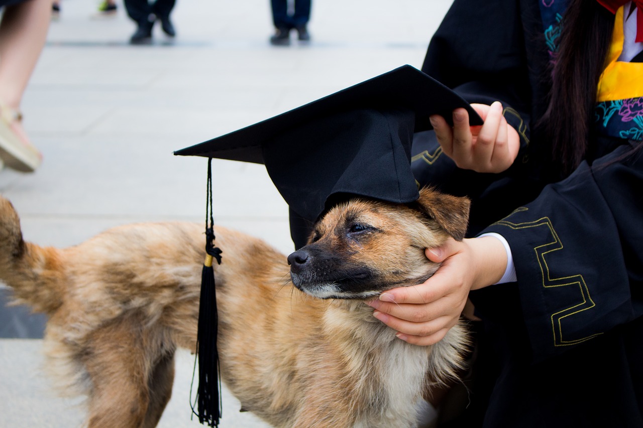 dog graduation photo bachelor gown free photo