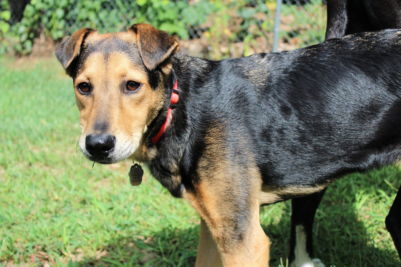 dog german shepherd rescue dog free photo