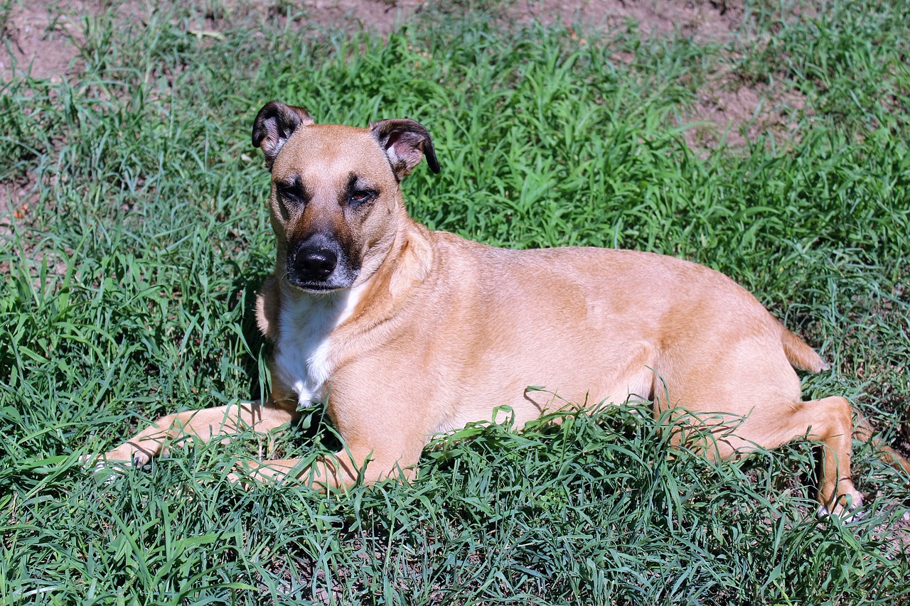 dog grass laying free photo