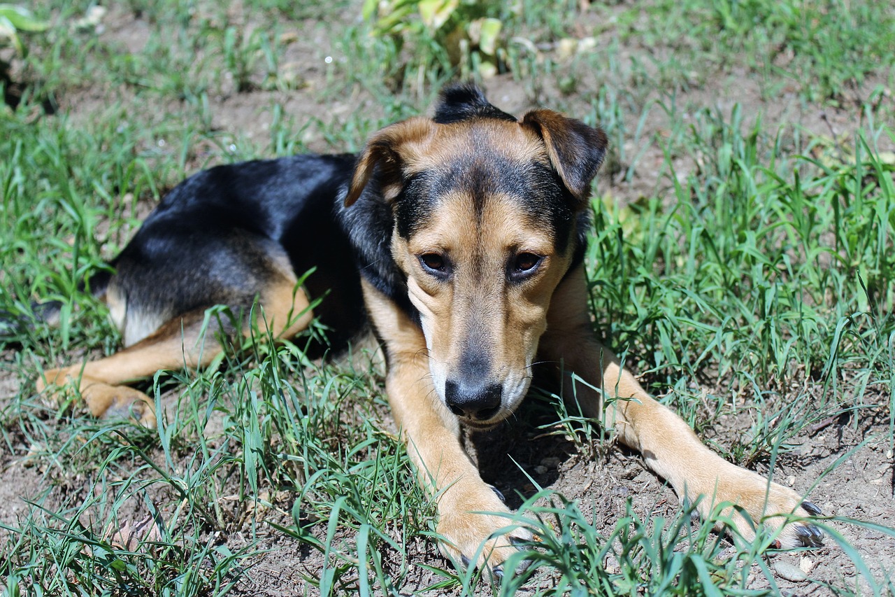 dog grass outside free photo