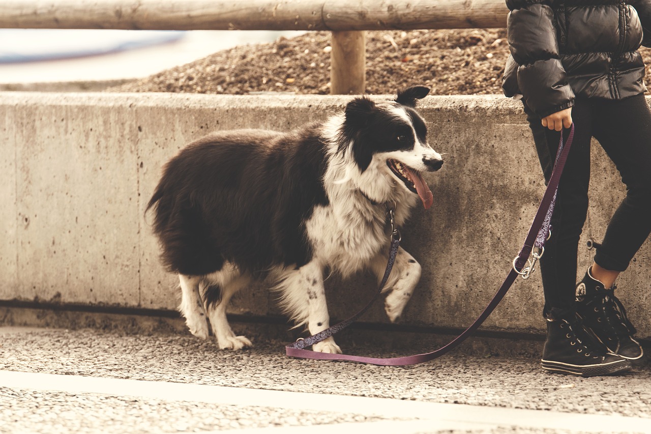 dog leash walk free photo