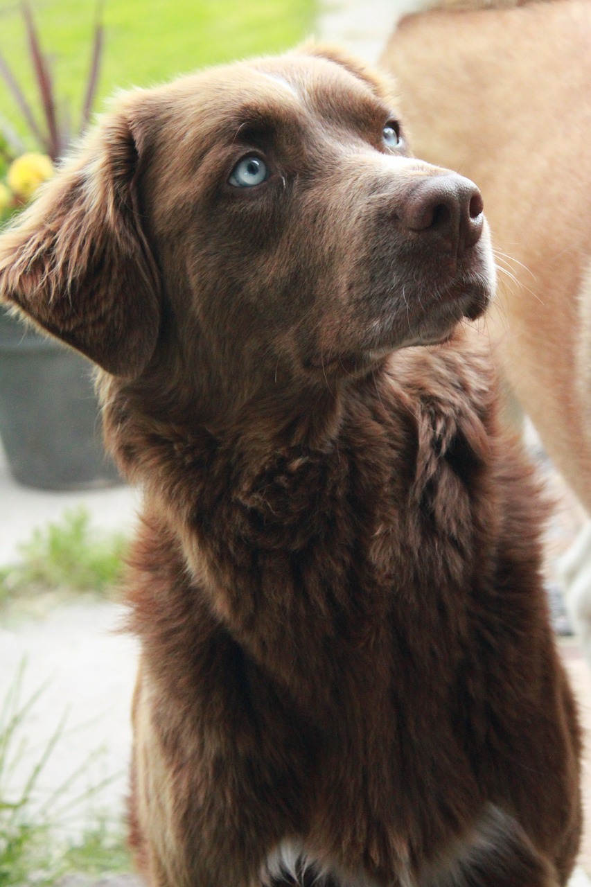 dog canine brown free photo
