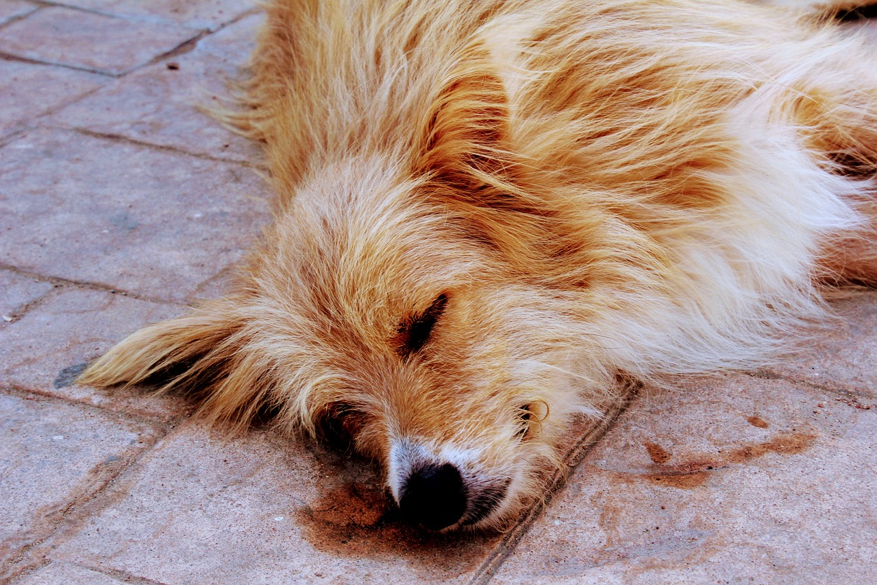 dog relax sleep free photo