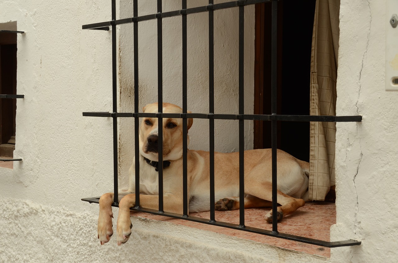 dog pet window free photo