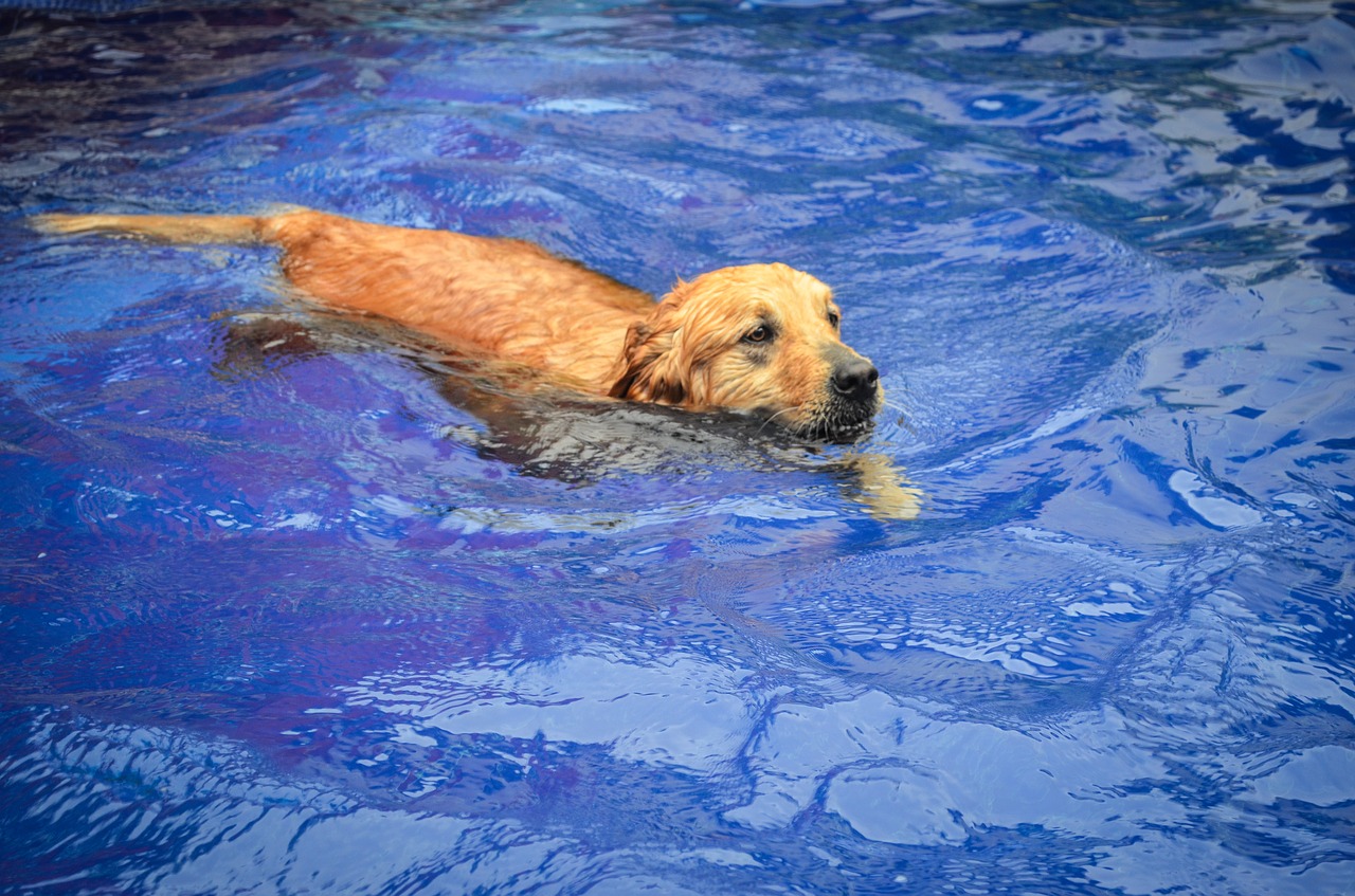 dog pool blue free photo