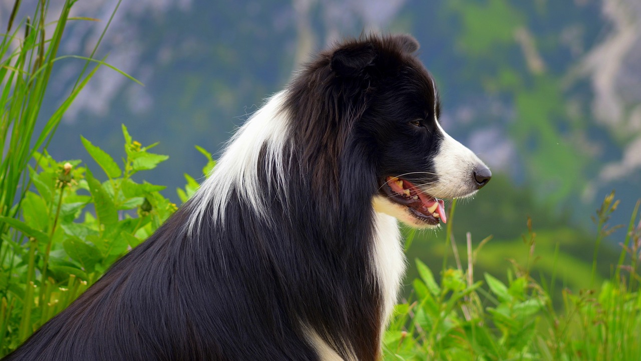 dog british sheepdog border collie free photo