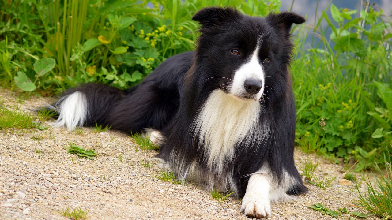 dog border collie free photo