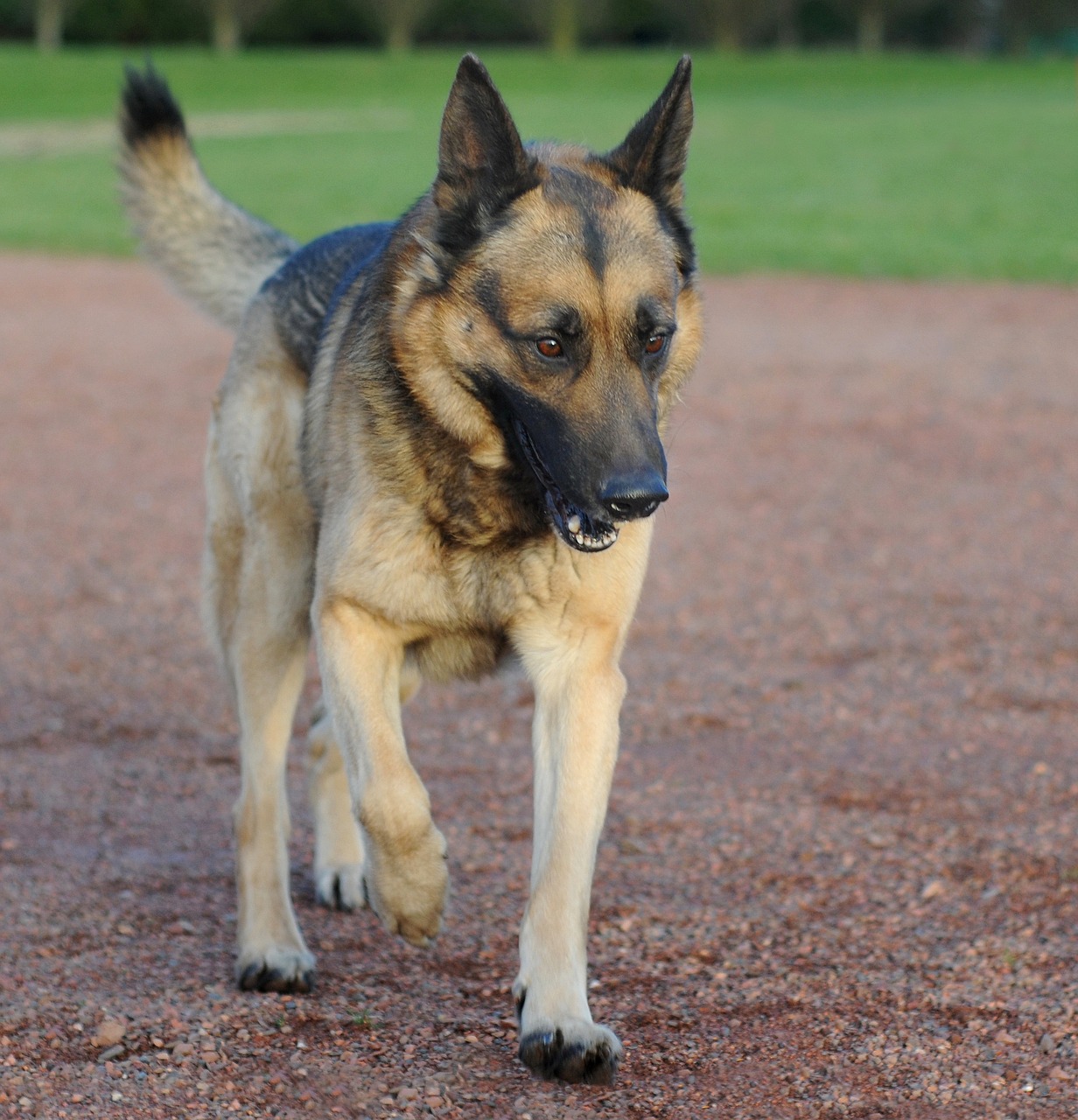 dog german shepherd animal free photo