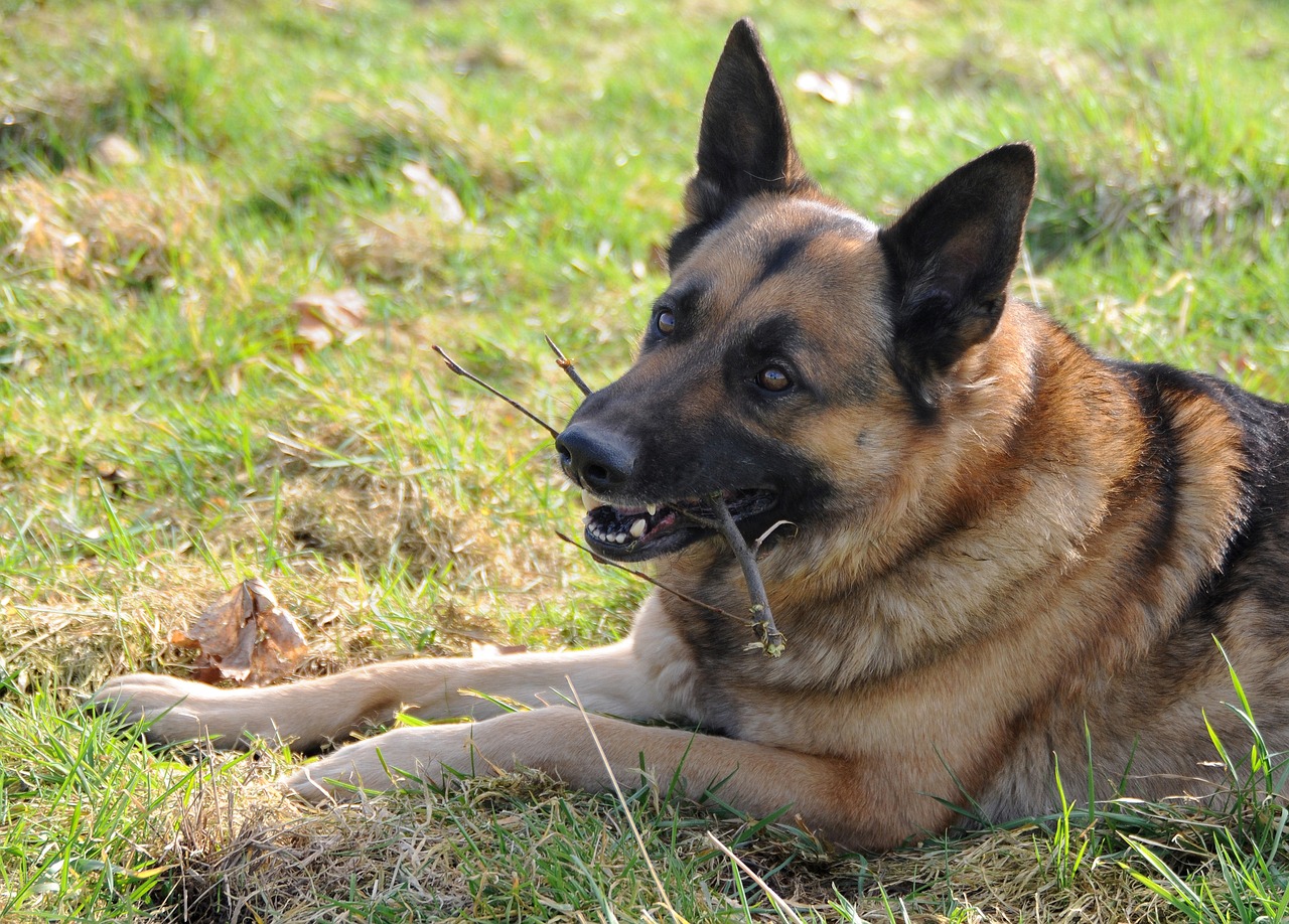 dog german shepherd animal free photo