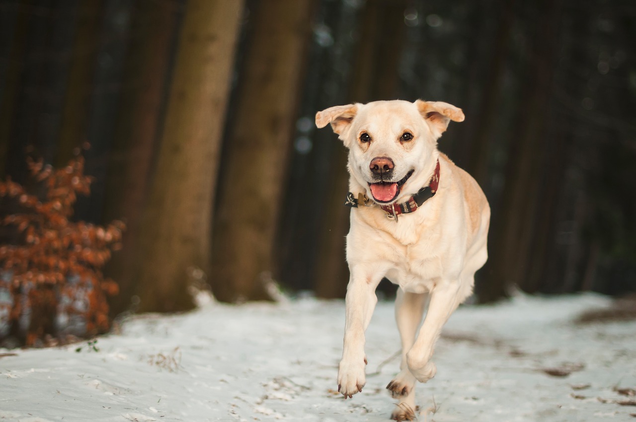 dog labrador animal free photo