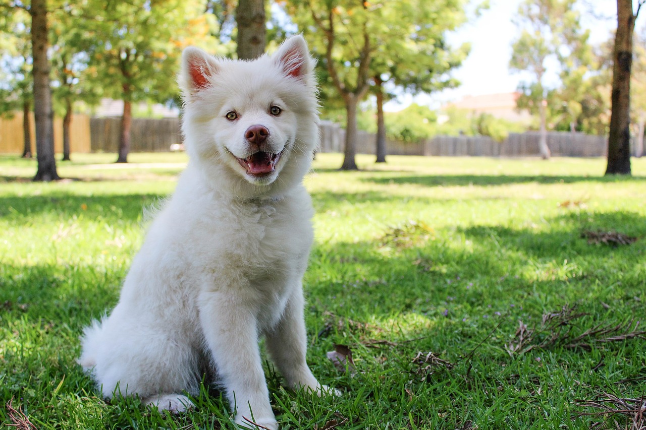 dog sun summer free photo