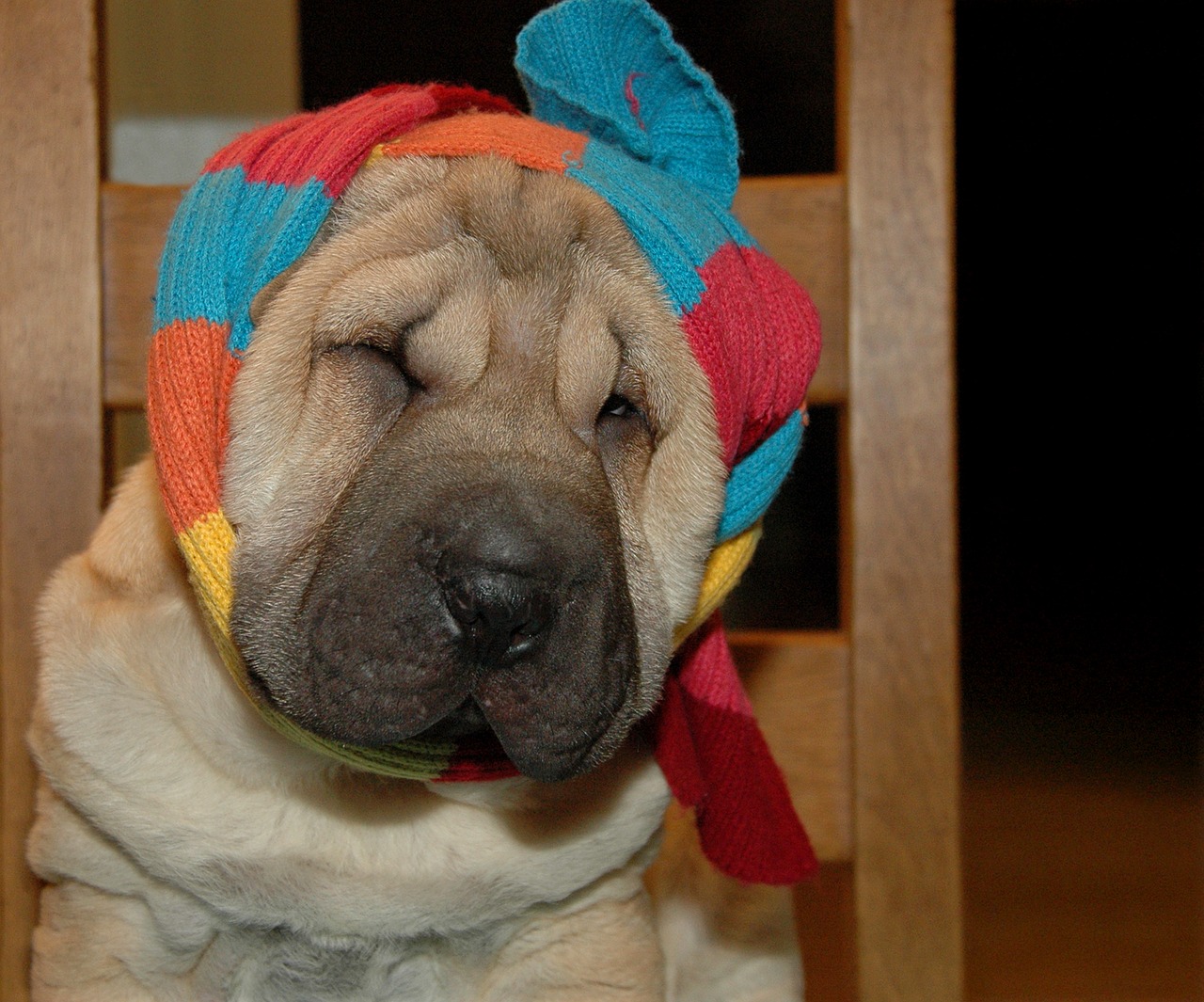 dog sharpei scarf free photo