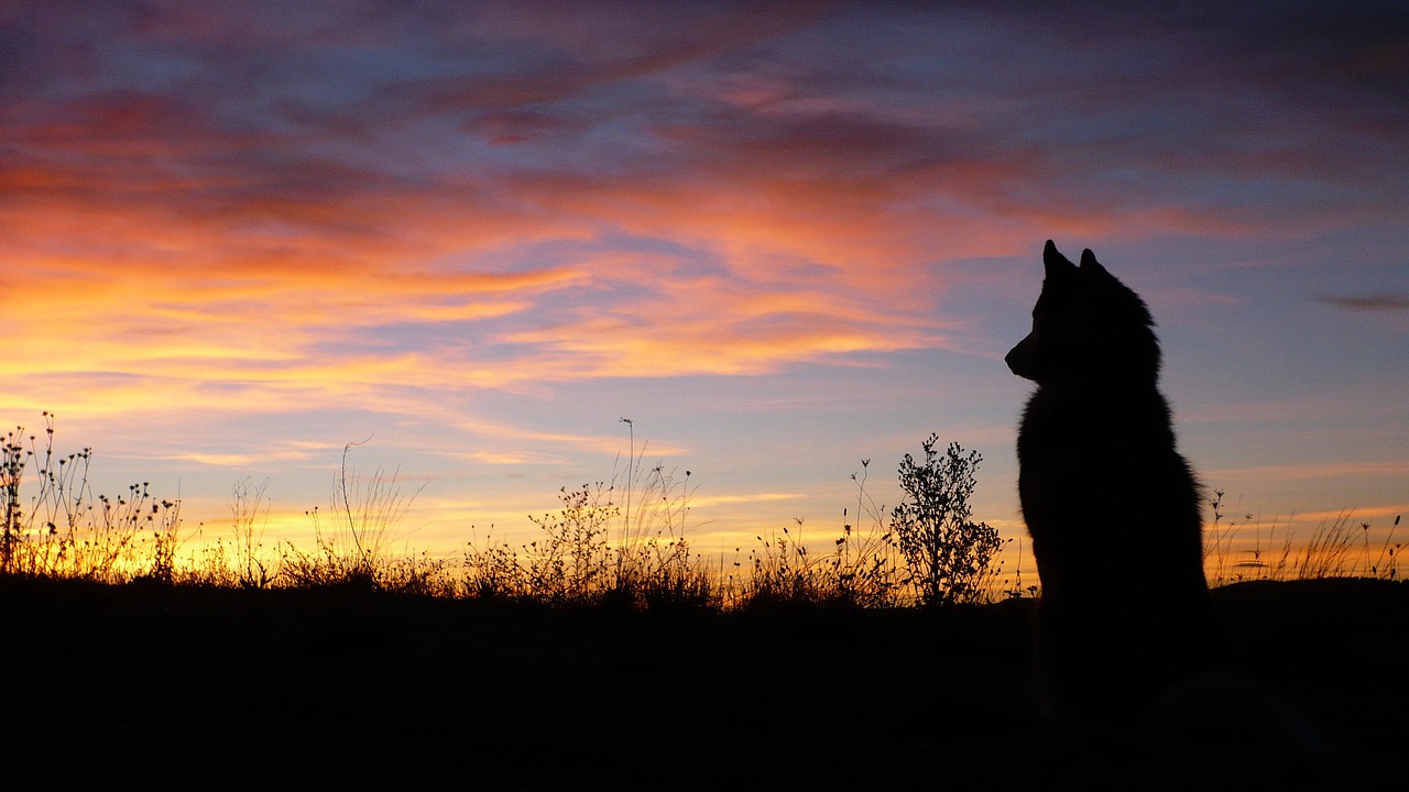 dog wolf profile dog free photo