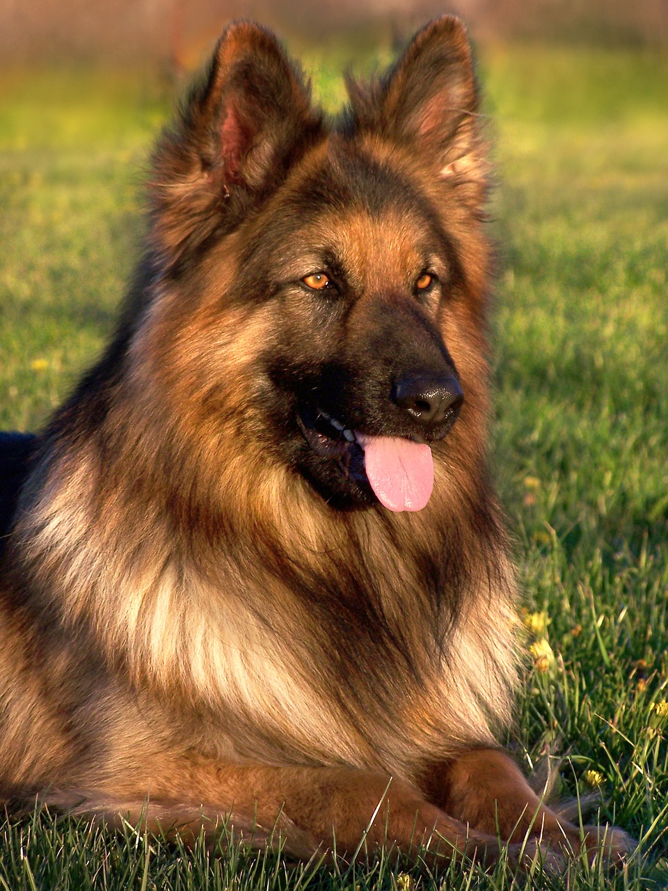 dog friend german shepherd free photo