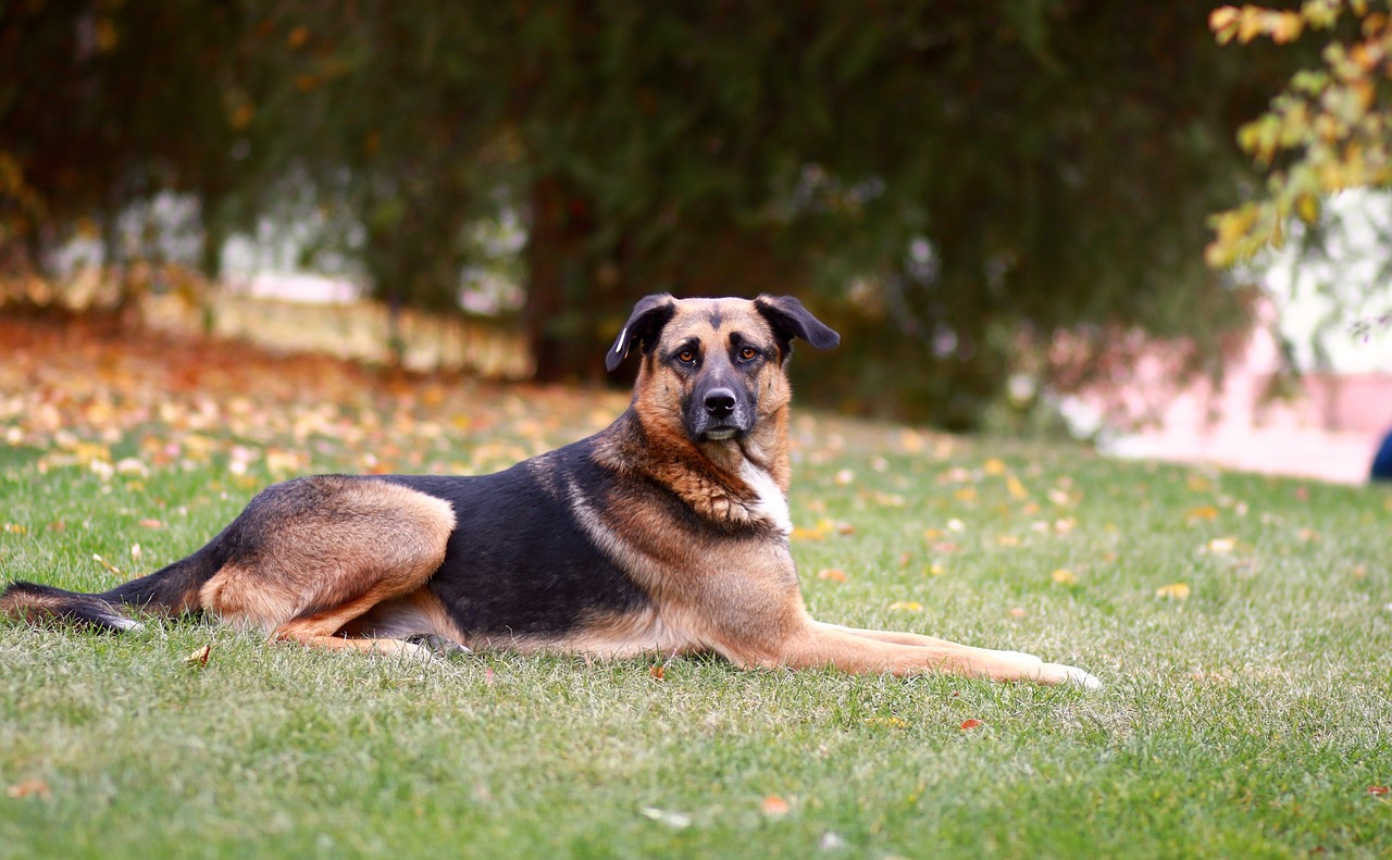 dog shepherd dog wolfhound free photo