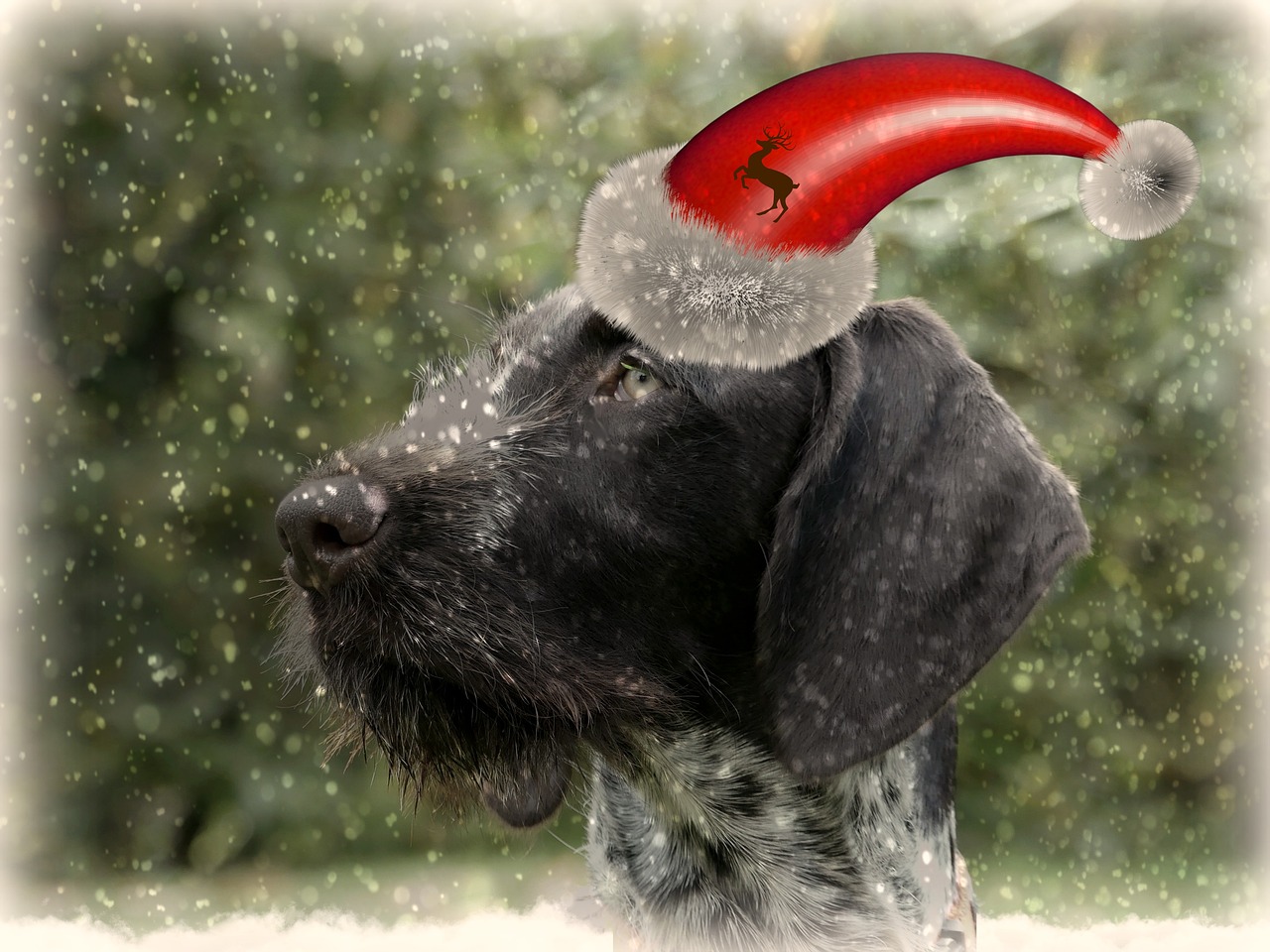 dog christmas christmas dog free photo