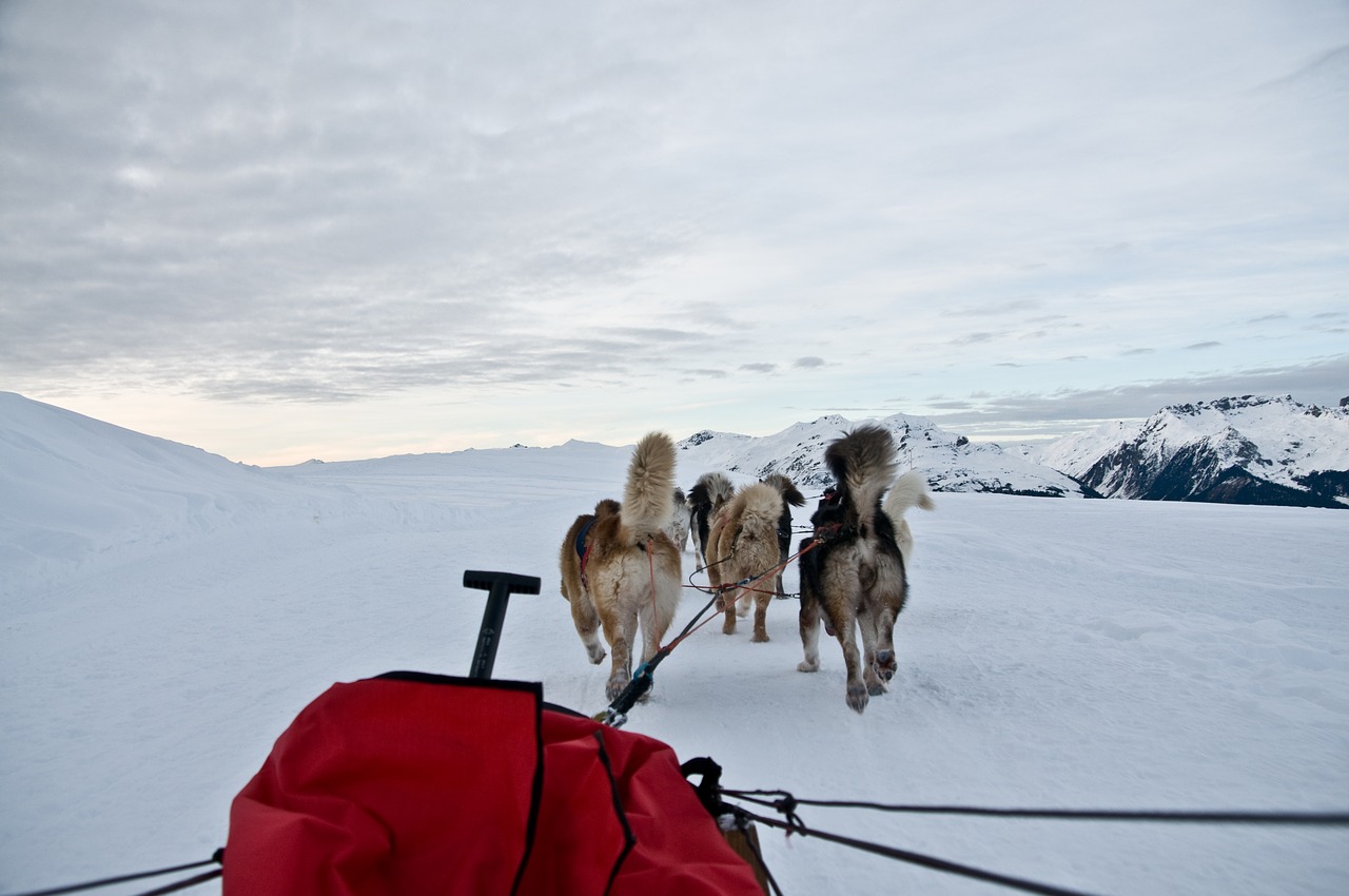 dog sled snow free photo