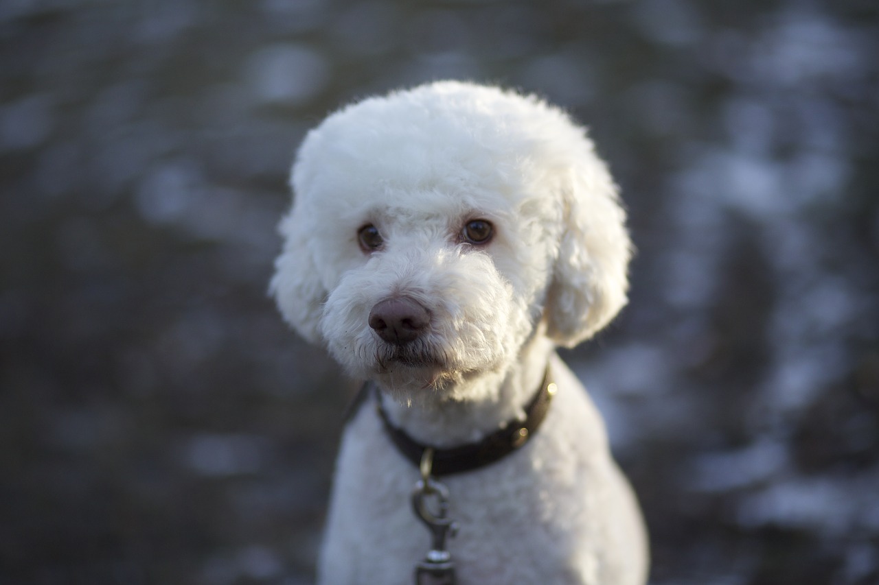 dog truffle dog white free photo