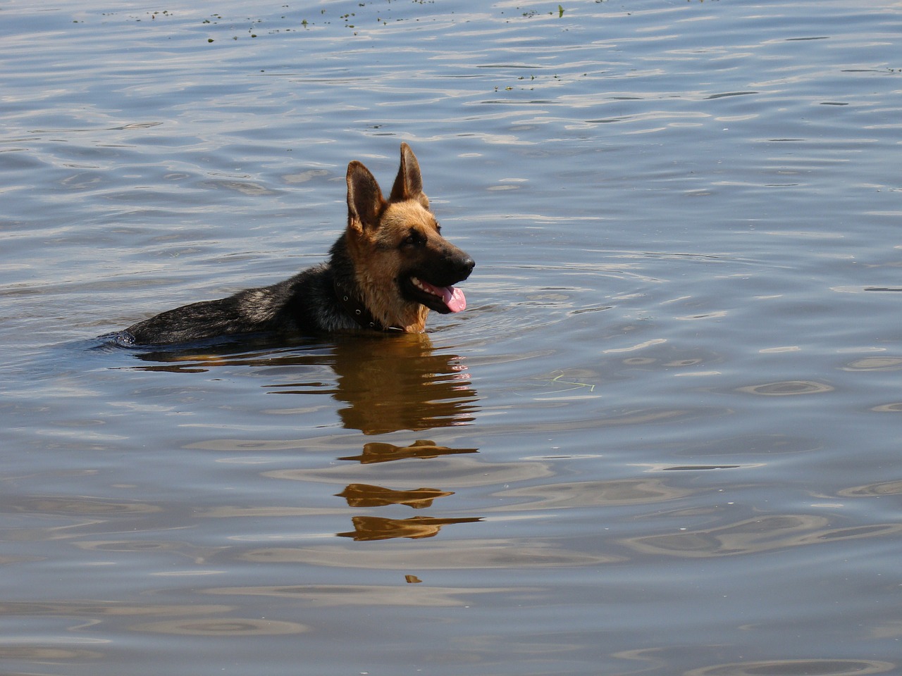 dog shepherd floats free photo
