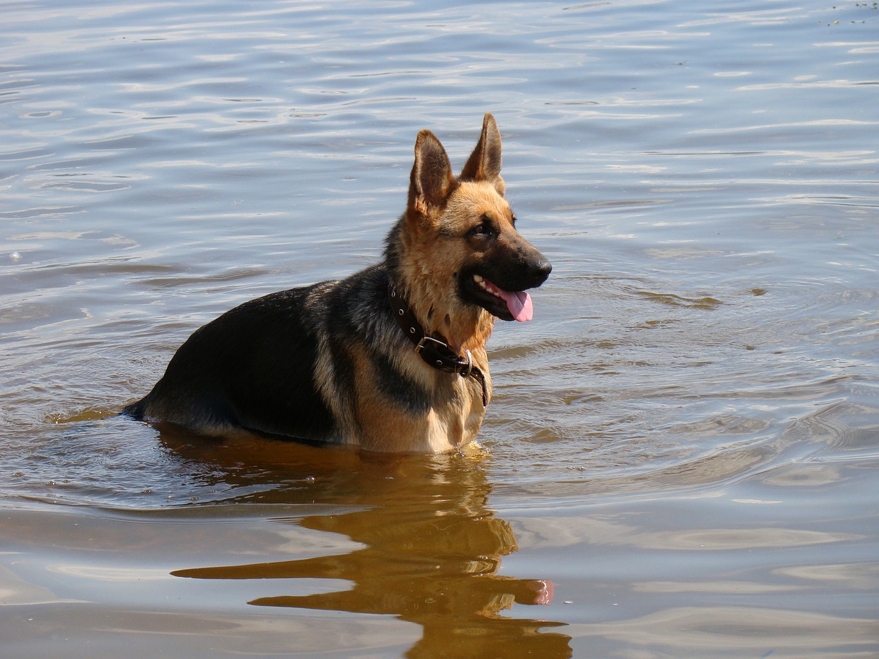 dog shepherd in the water free photo